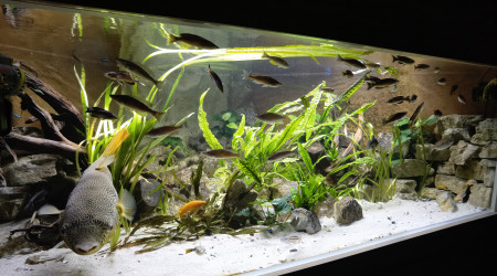 Arrivé d'un nouveau puffer, un Schoutedeni du Congo.