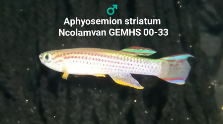 ♂️ Aphyosemion striatum Ncolamvan GEMHS 00-33