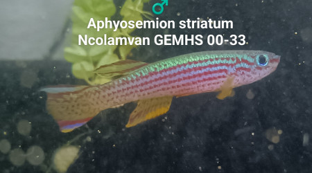 ♂️ Aphyosemion striatum Ncolamvan GEMHS 00-33