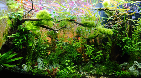 Bornéo S+15  200l communautaire