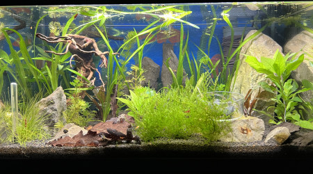 aquarium Sam 50L