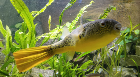 Tetraodon Mbu, 4 ans 62cm.