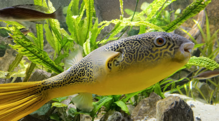 Tetraodon Mbu, 4 ans 62cm.