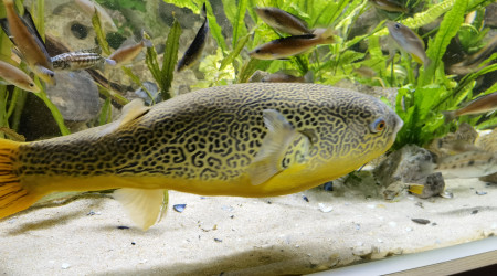 Tetraodon Mbu, 4 ans 62cm.