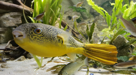 Tetraodon Mbu, 4 ans 62cm.