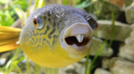 Tetraodon Mbu, 4 ans 62cm.