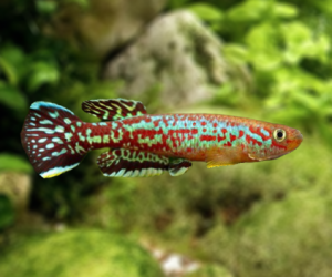 Fundulopanchax marmoratus Mundemba GS 88-01