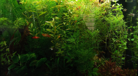 Taille des plantes : avant