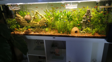 aquarium 350 Litre Planté