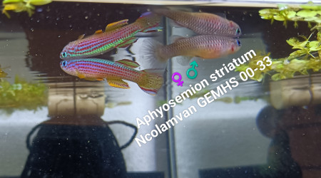 Aphyosemion striatum Ncolamvan GEMHS 00-33