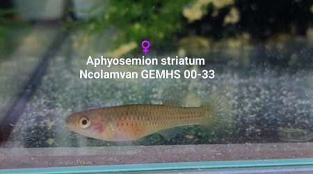 Aphyosemion striatum Ncolamvan GEMHS 00-33