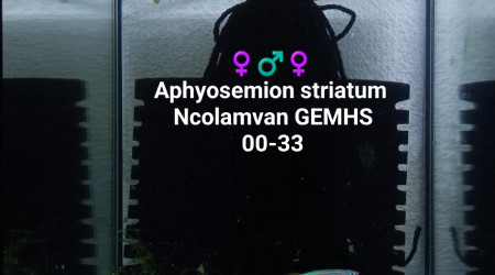 Aphyosemion striatum Ncolamvan GEMHS 00-33