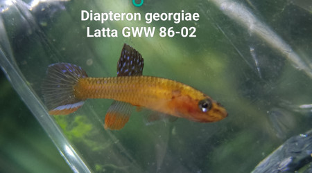Diapteron georgiae  Latta GWW 86-02