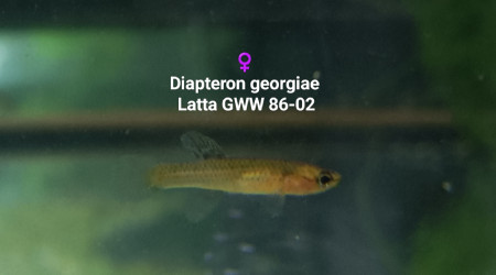 Diapteron georgiae  Latta GWW 86-02