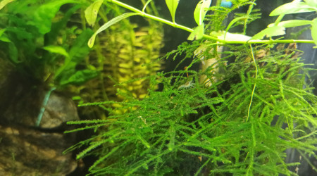 Nouvelle génération