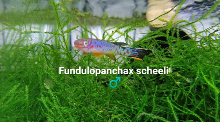 ♂️ Fundulopanchax scheeli