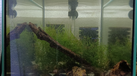 aquarium 231 01 Couple Scriptaphyosemion geryi  Dindéfello OMSEN-21