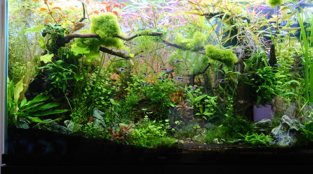 Bornéo S+16  200l avant la taille