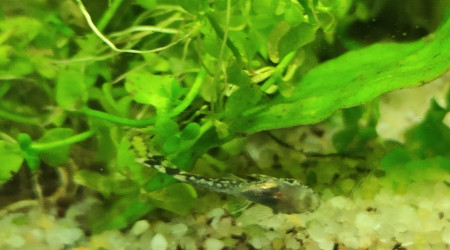 Nouveaux nés du jour