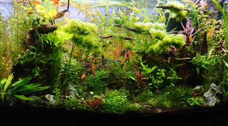 Bornéo S+16  200l communautaire