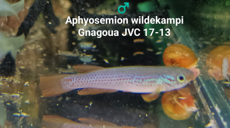 ♂️ Aphyosemion wildekampi Gnagoua JVC 17-13