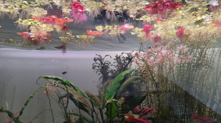 J'aime la Phyllanthus fluitans