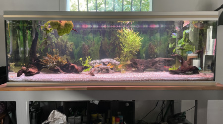 aquarium 600L