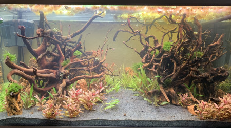 Ajout Rasbora Arlequin