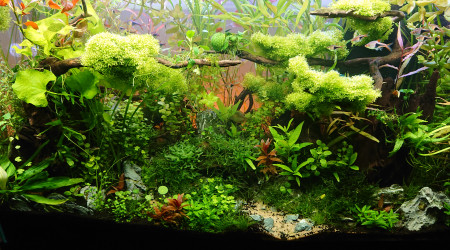 Bornéo S+17 200l communautaire