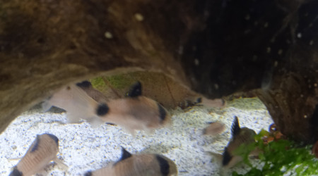 aquarium Elevage coridoras panda