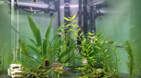 aquarium Angle