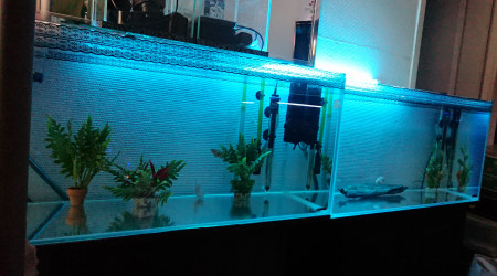 aquarium scalaris 7