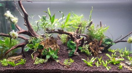 aquarium Jungle community