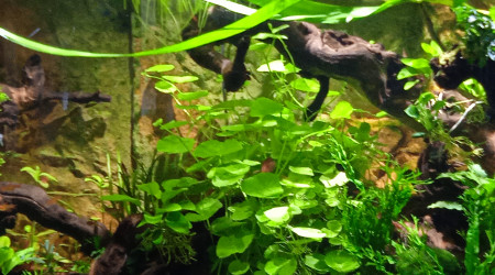 Hydrocolyte leucocephala