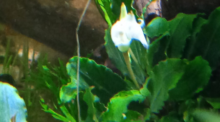 Bucephalandra