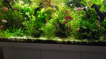 aquarium Juwel 450