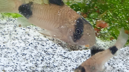 Faut prendre des force pour grandir