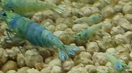 aquarium Elevage de blue bolt