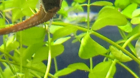 Oeuf sous l'abdomen du mâle