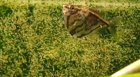 Carnegiella strigata (poisson acheté)