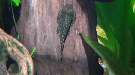 Gastromyzon punctulatus (loche de Bornéo)