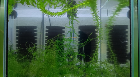 aquarium 333 02 Males Aphyosemion striatum Ncolamvan GEMHS 00-33