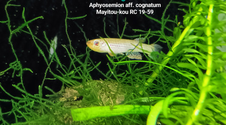 ♂️ Aphyosemion aff. cognatum Mayitou-kou RC 19-59
