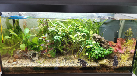 aquarium aquarium 60 litres