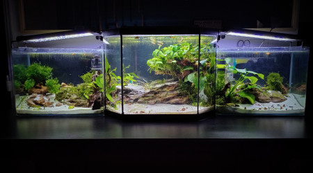 NEW SCAPE