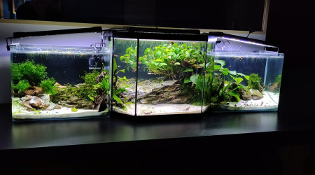 NEW SCAPE