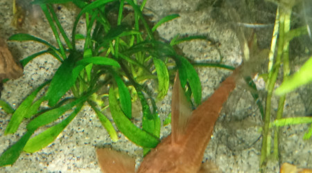 Rineloricaria SP.red ( loricarïdae)