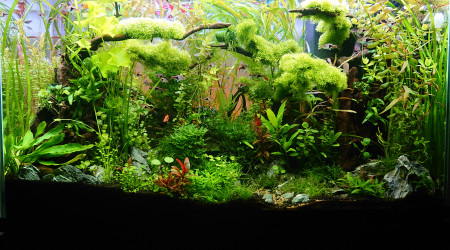 Bornéo S+18 200l communautaire