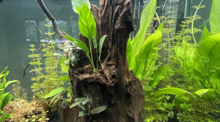 Évolution après 2 semaines (17jours)