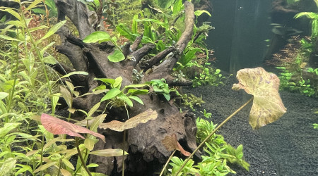 Évolution après 2 semaines (17jours)